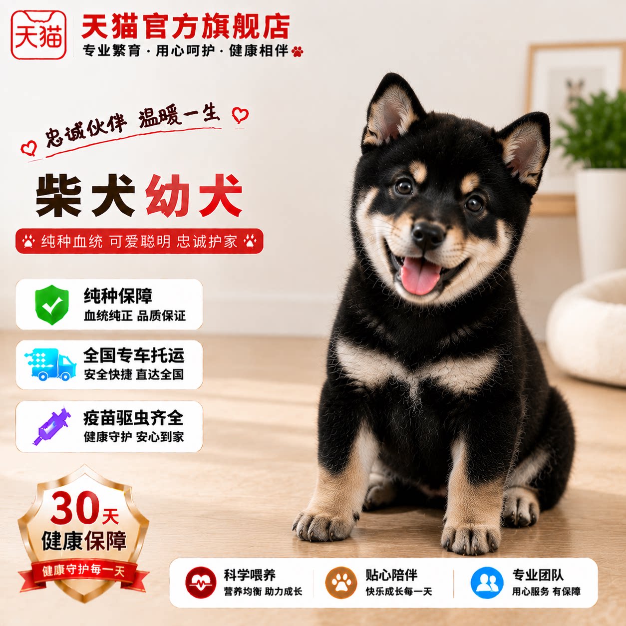 可爱宠物狗日本正宗狗黑色活泼