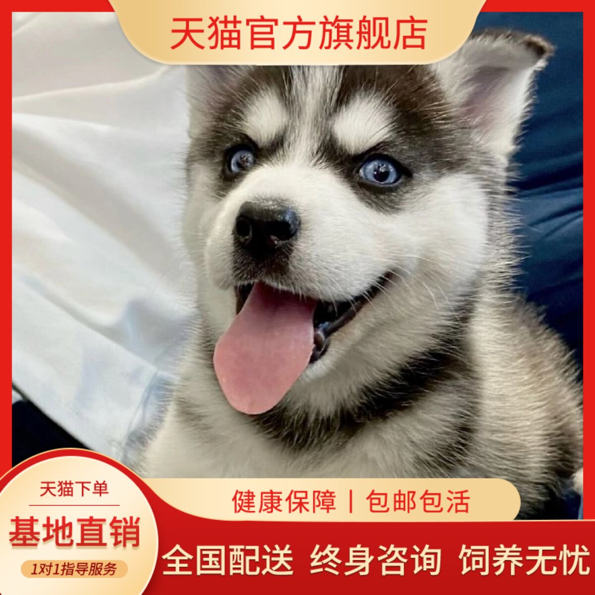 蓝眼中型雪橇犬三傻宠物狗狗