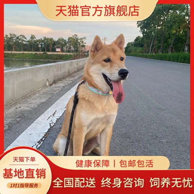 狩猎犬中华田园犬不掉毛狗狗狗