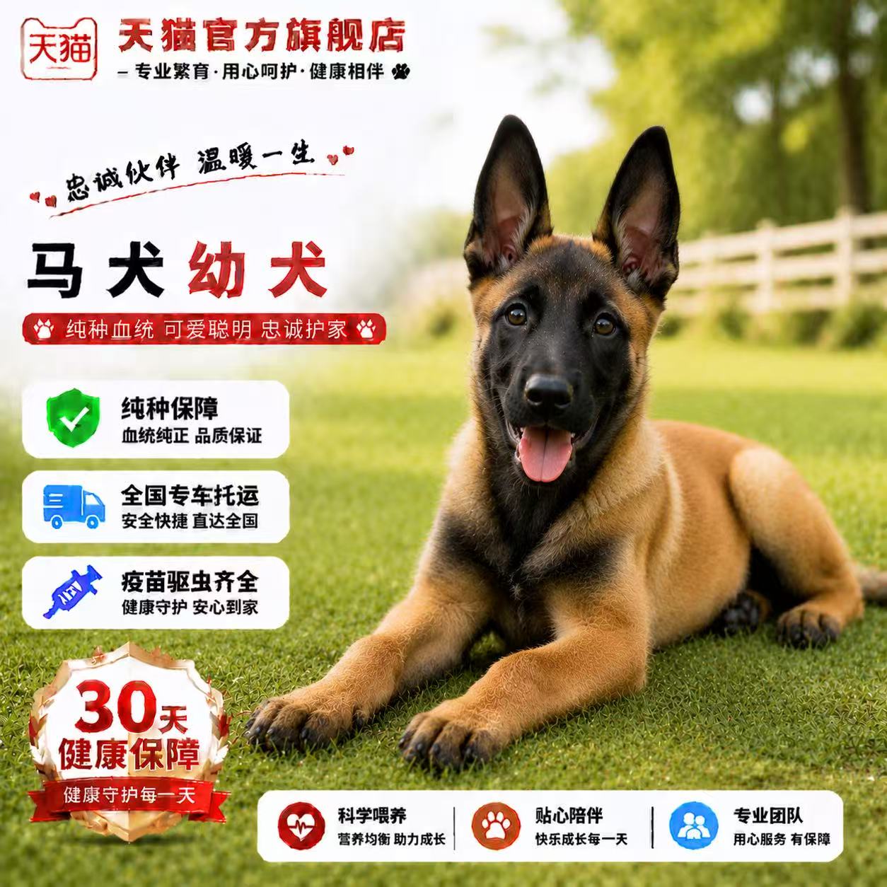 爆红高智商比利时牧羊犬猎犬聪明