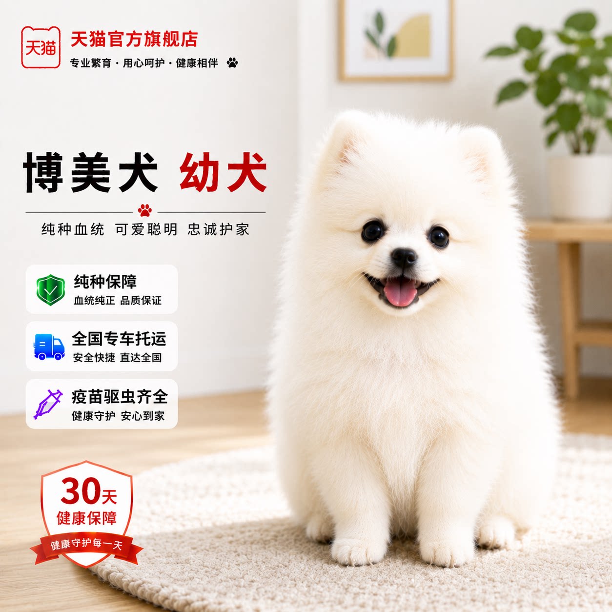 圆脸犬白俊介犬狗黄色狗真狗精品