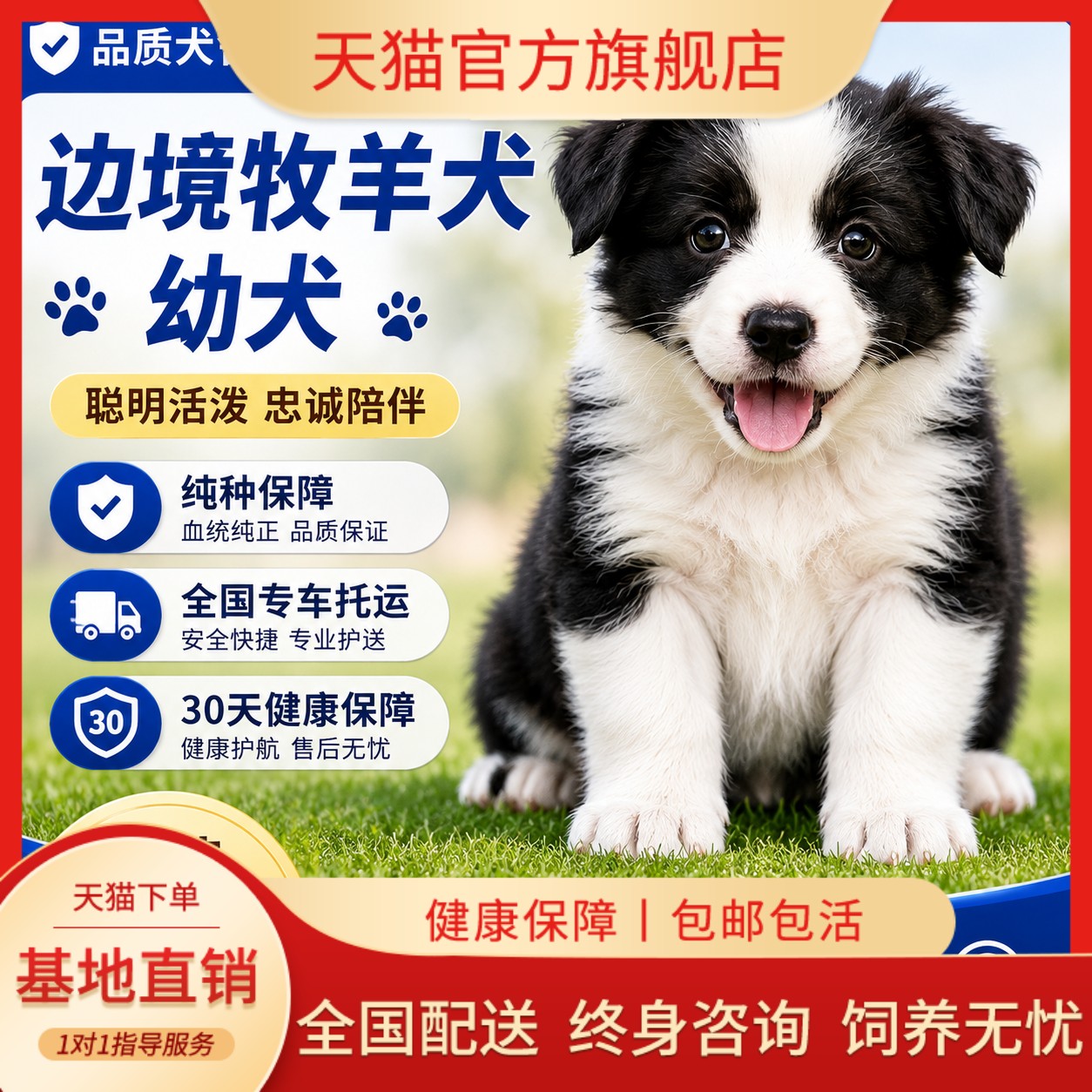 边牧纯种幼犬粘人宠物狗活物家庭犬黑白色聪明幼宠好养大骨架活泼