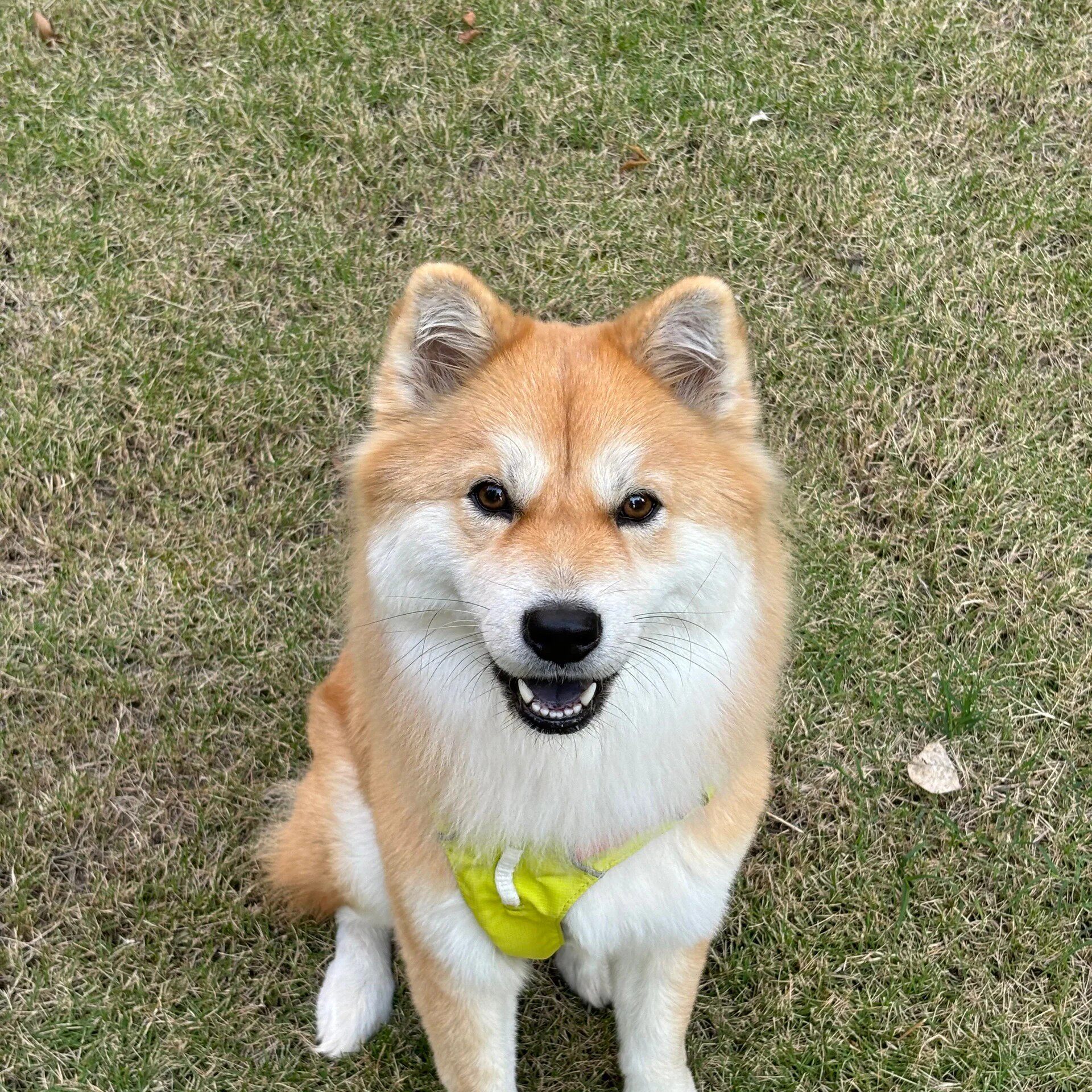 犬农村黄色家狗狩猎犬霸气活物狗