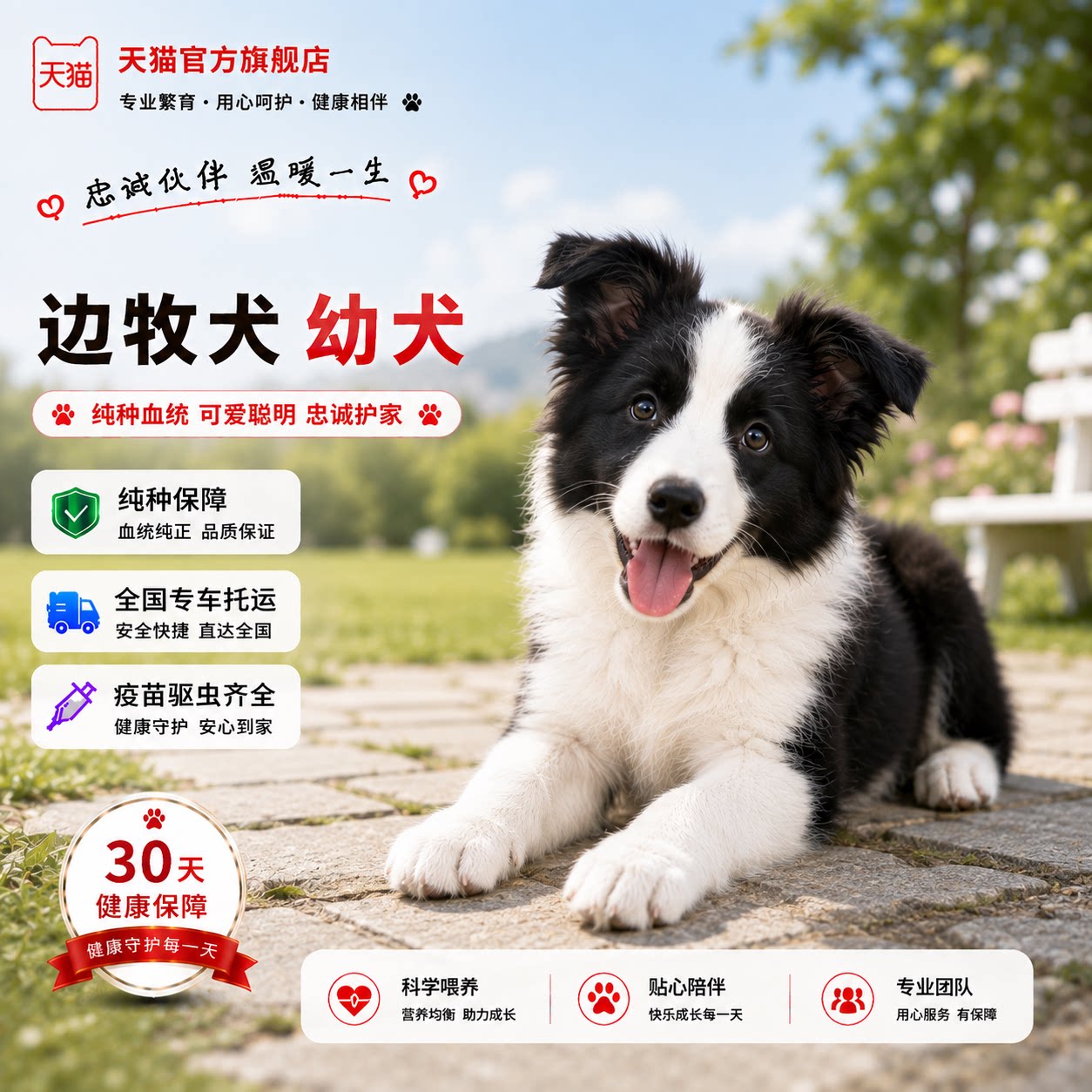 伴侣犬聪明狗听话活物中型犬棕色
