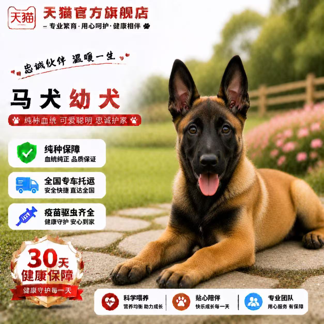 黄马聪明短毛猛犬宠物狗活体真狗