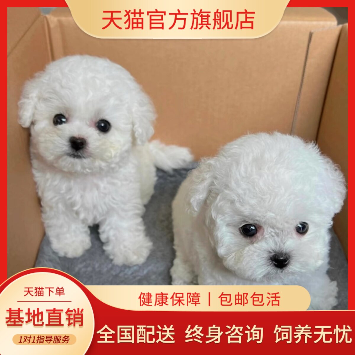 精品球形白比崽犬长不大狗寻活北