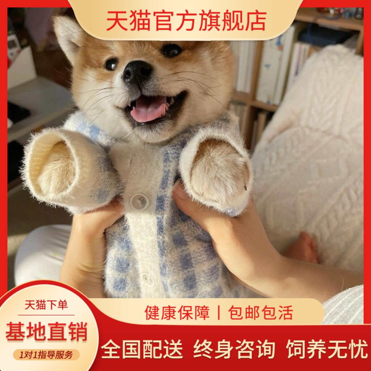 宠物犬正宗豆柴可爱赤色小活物