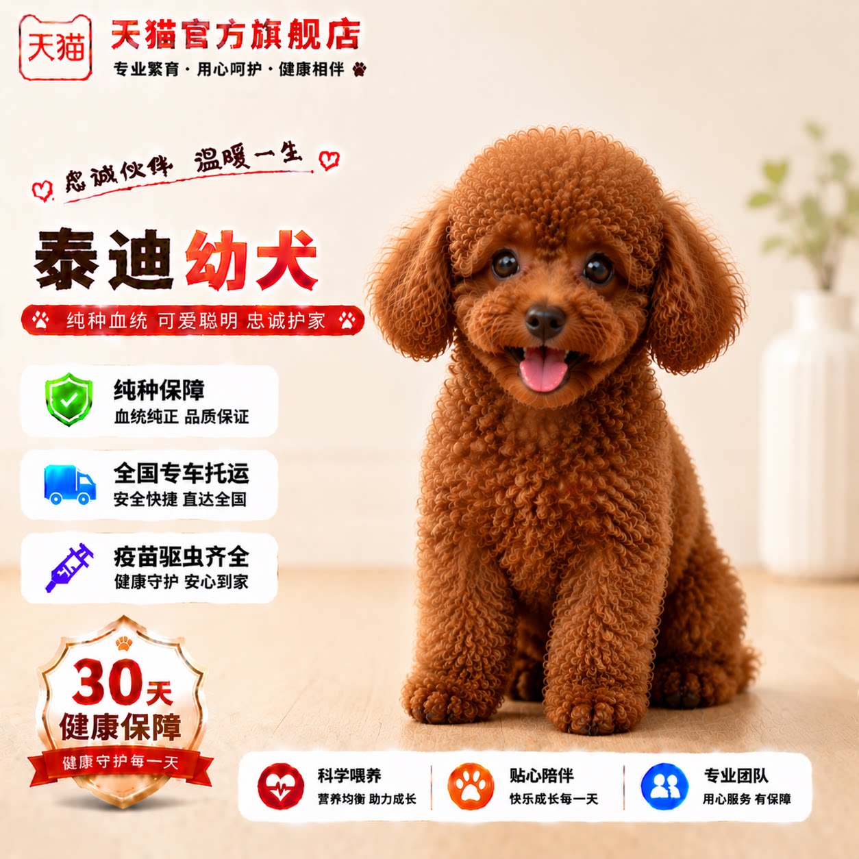 聪明小体型便宜陪伴狗贵宾犬红棕