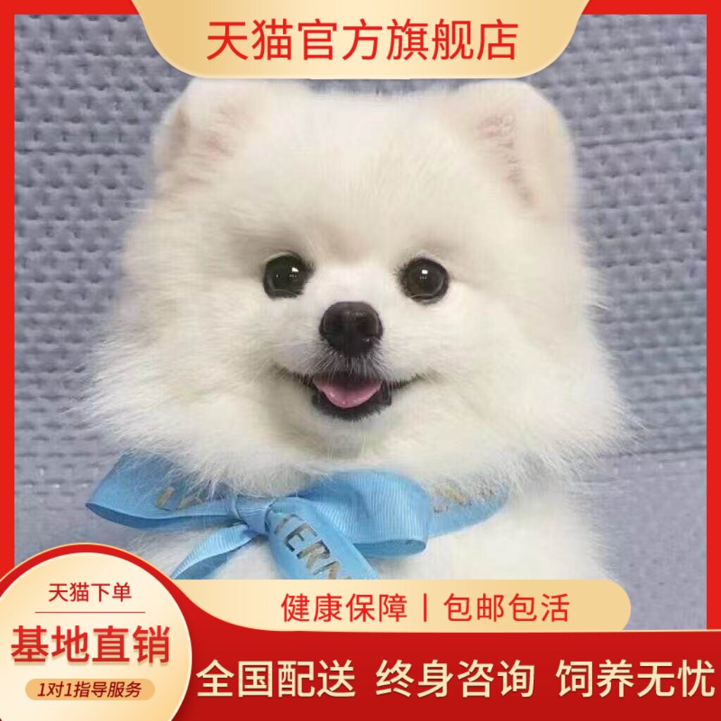 袖珍犬活物俊介犬便宜黄色真狗