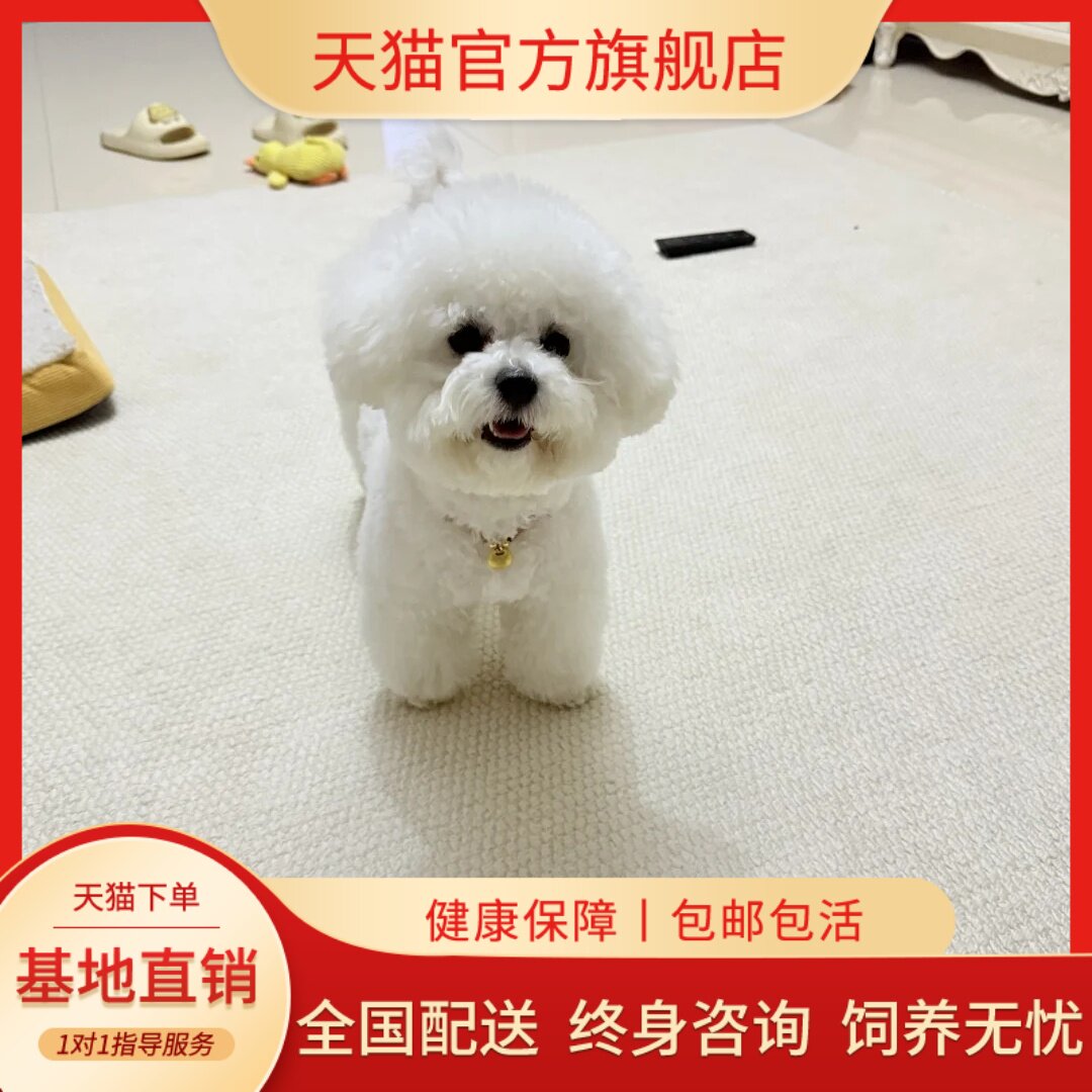 纯种比熊宠物狗幼犬可爱棉花糖小比熊短毛小型犬便宜活泼幼崽小狗