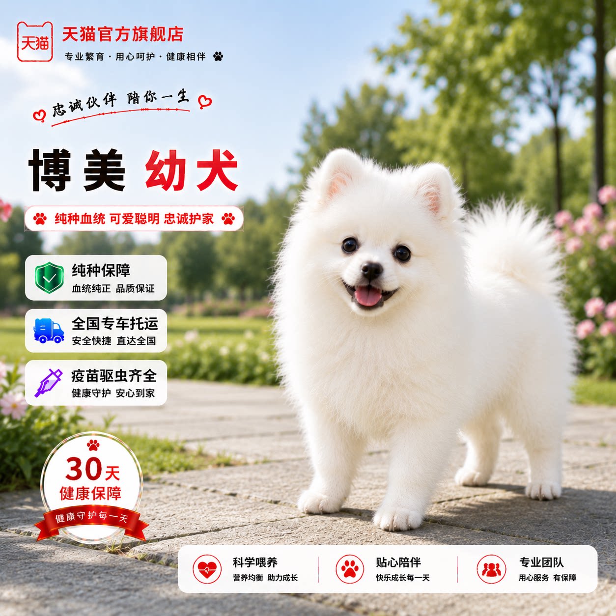家养圆脸犬网红超小长不大精品狗图片