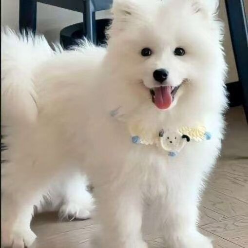 治愈微笑天使纯白活体聪明便宜