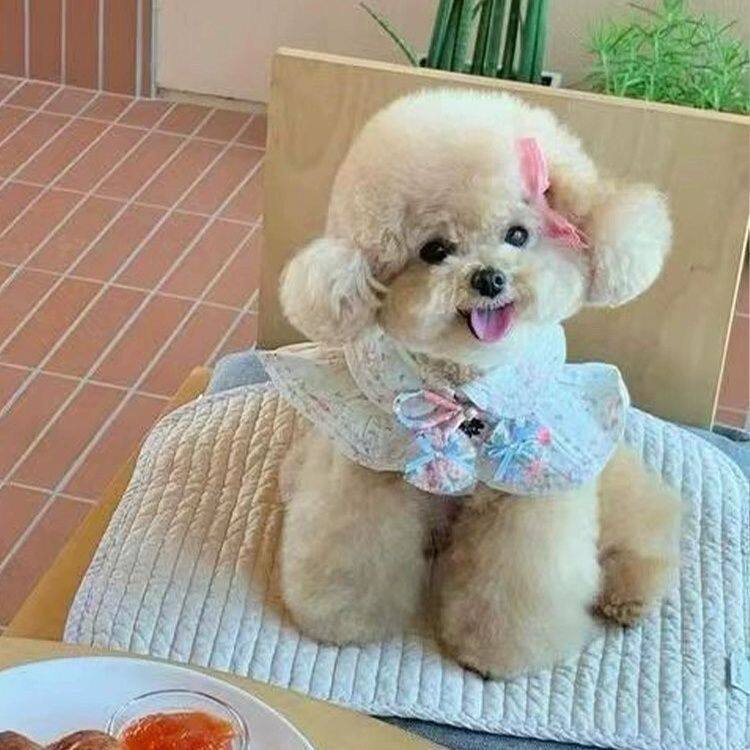 泰迪纯种幼犬小体幼崽活泼小型犬超萌精品型家养纯黑可爱狗黑色狗