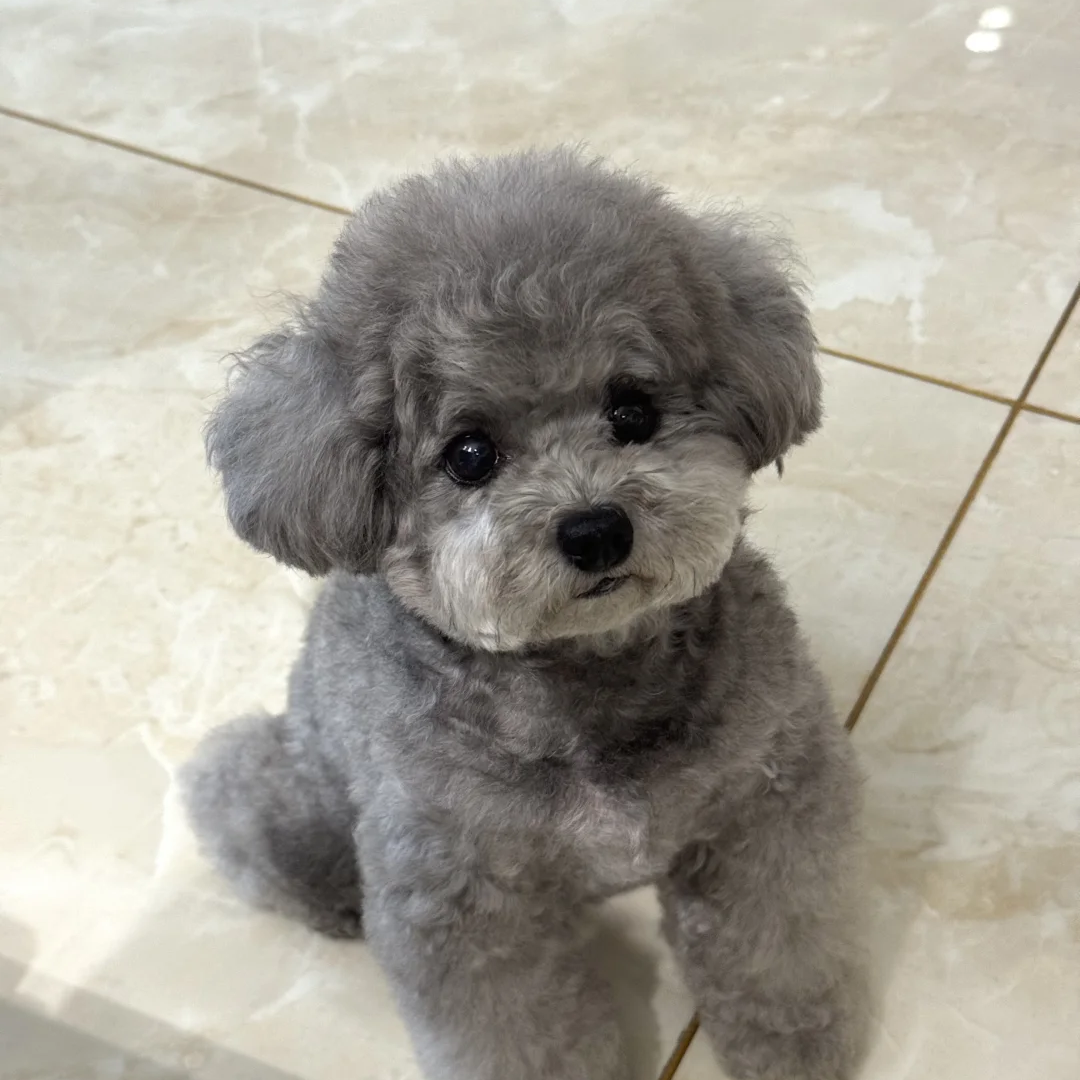 活物小型犬小体幼崽黑狗家庭犬