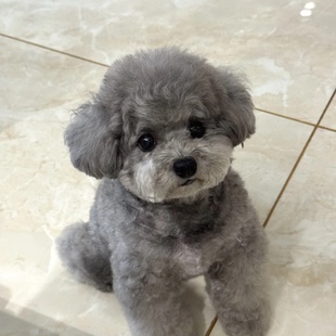 纯种泰迪幼犬活泼黑色超萌网红活物小型犬小体幼崽黑狗家庭犬聪明