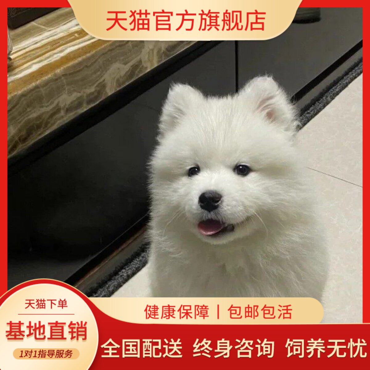 纯种萨摩耶幼犬微笑天使可爱家养大骨架粘人活物活体狗便宜愚雨南