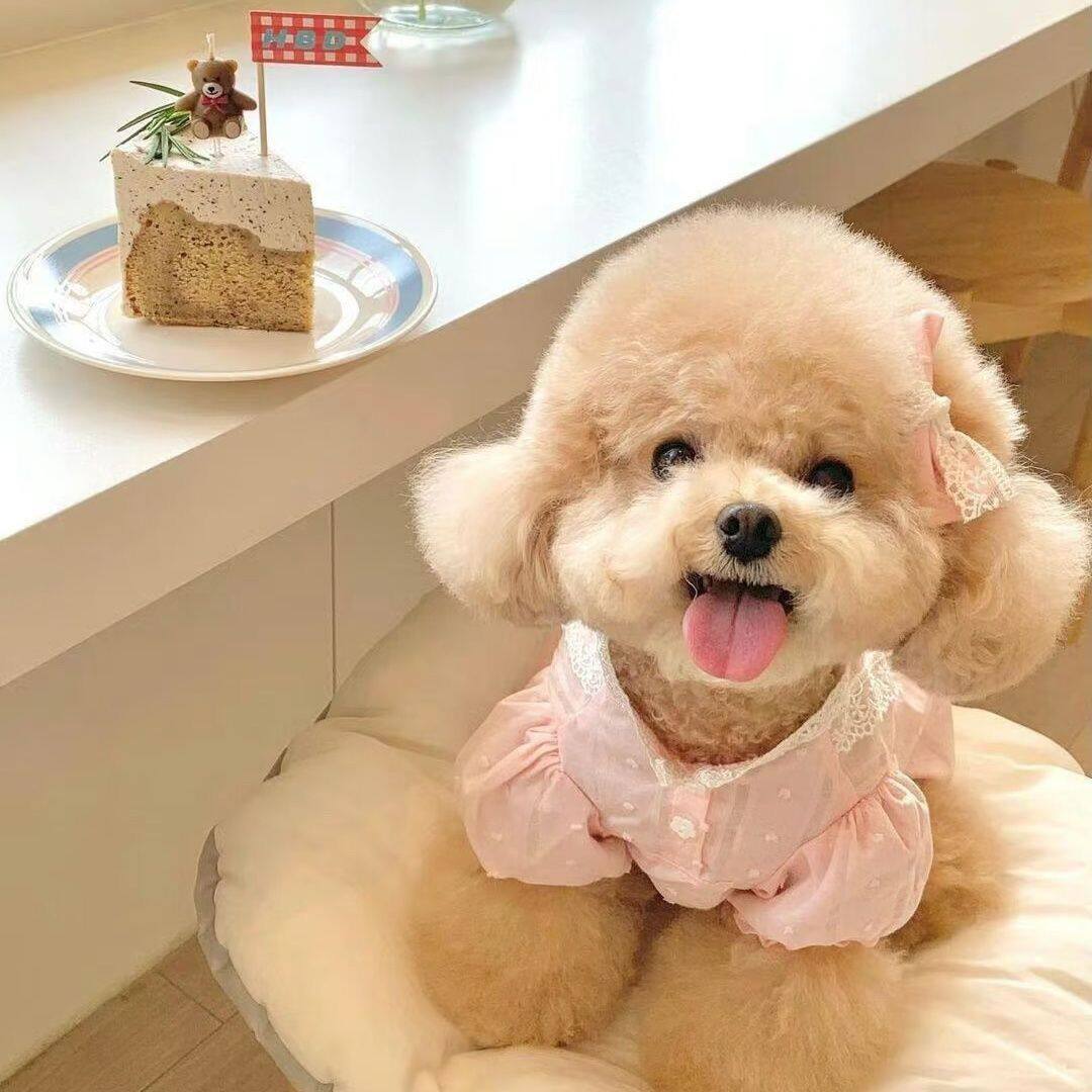 泰迪纯种幼犬陪伴超萌聪明小型犬家庭犬幼崽黑色小体型网红狗便宜