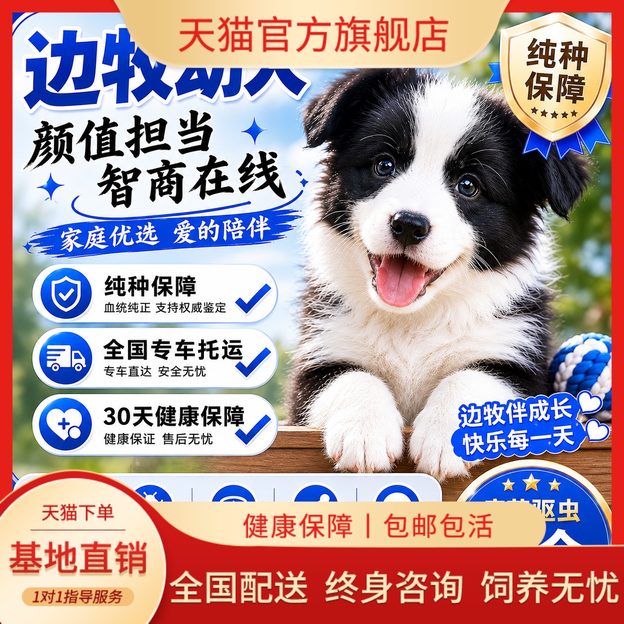 可爱型好养活体听话温顺家庭犬狗