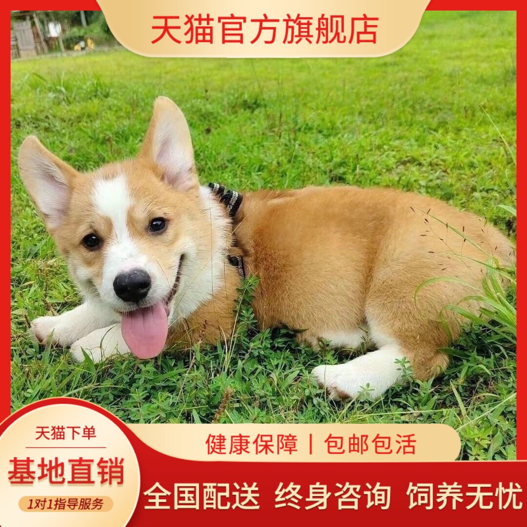犬活体双色小帅气威尔士幼崽听话