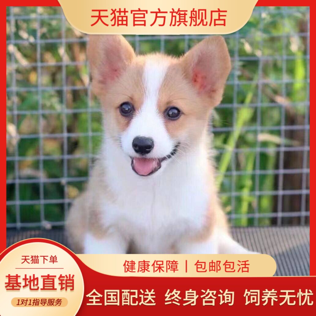 黑白家养双色伴侣犬宠物狗狗小狗