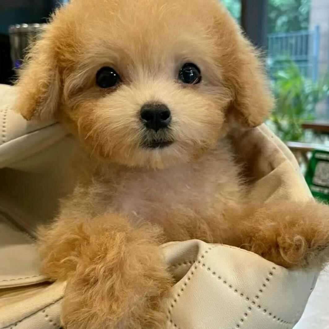 家养网红超萌黑色可爱狗小体