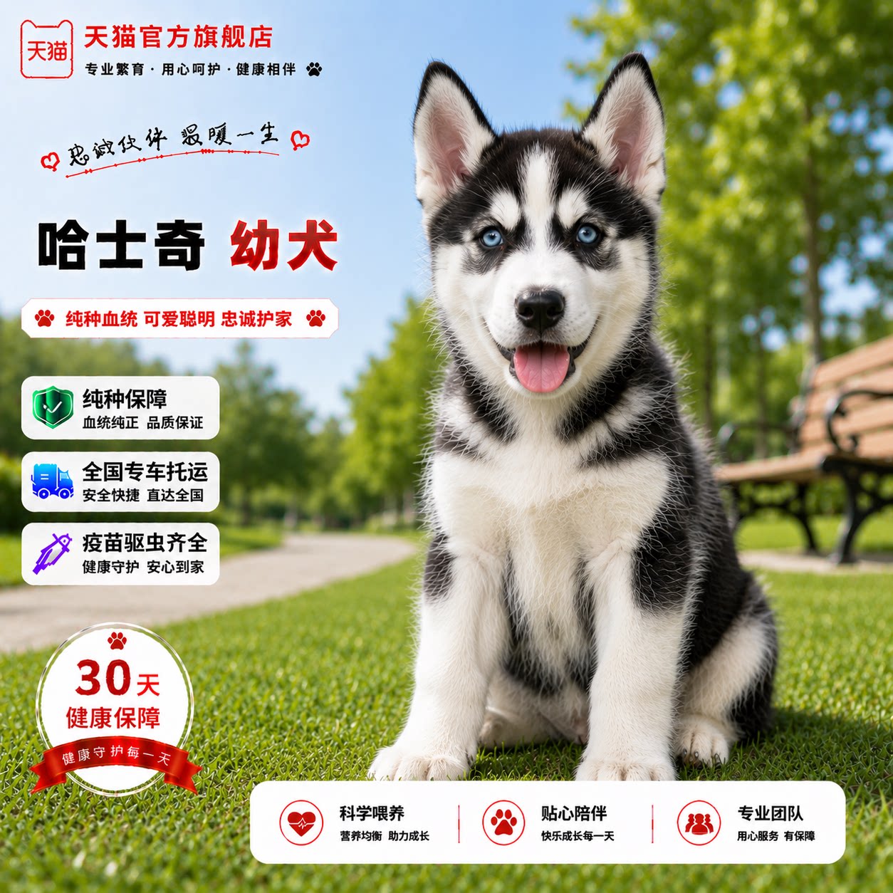 二哈便宜宠物聪明黑色短毛活泼