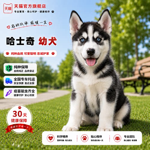 二哈便宜宠物聪明黑色短毛活泼