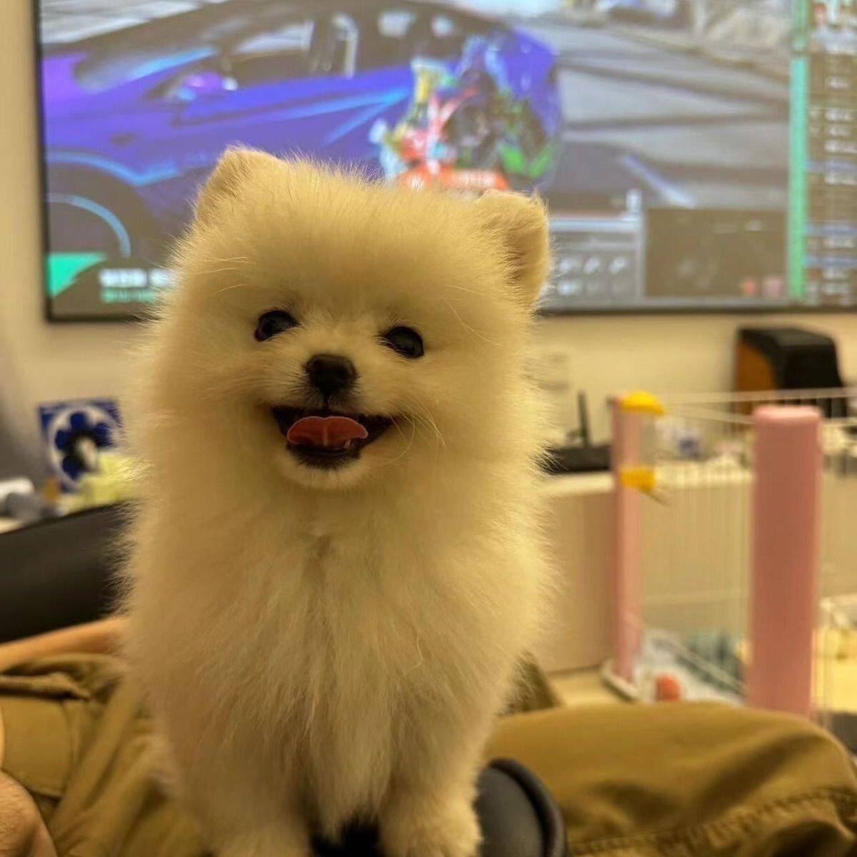 博美纯种幼犬白色圆脸黄犬茶杯犬活物超小可爱幼崽小迷你便宜家养