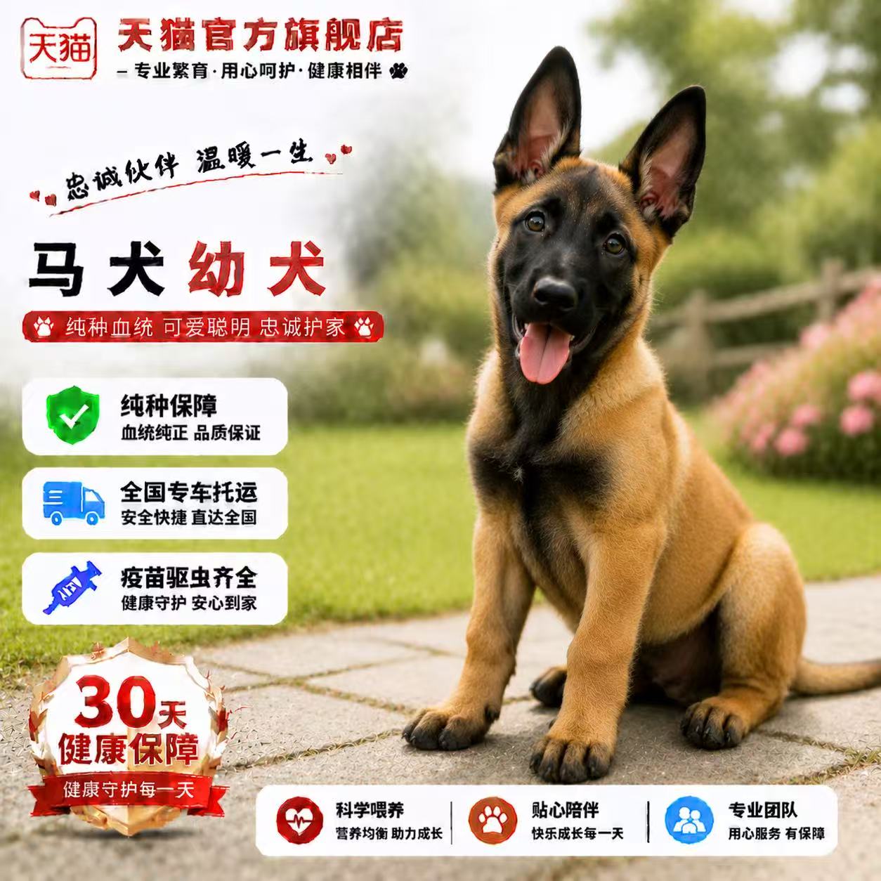 农村幼崽护卫犬狗科目犬猎犬爆红