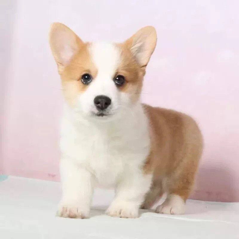 柯基纯种幼犬可爱小活物家养听话幼崽三色狗犬威尔士两色不掉毛狗