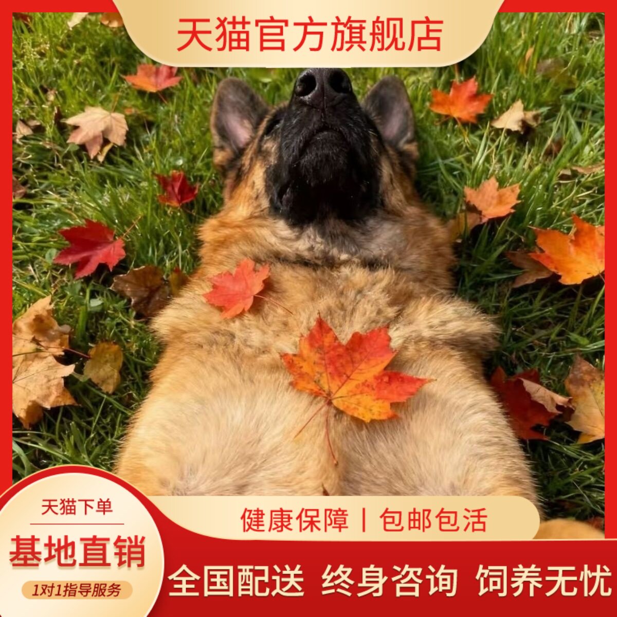 德牧纯种幼犬猛犬看家狗狗大型犬霸气幼宠平背犬护院高智商狗便宜