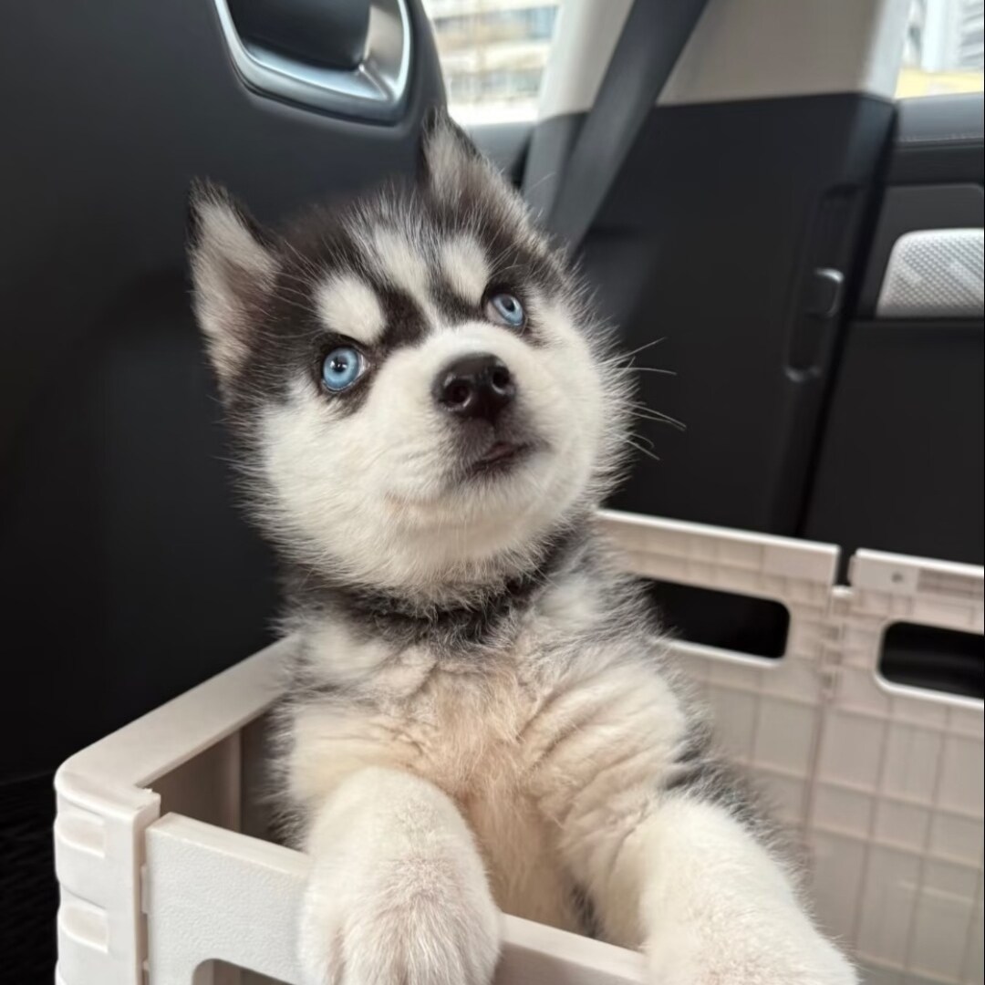 纯种哈士奇幼犬小狗崽宠物狗二哈