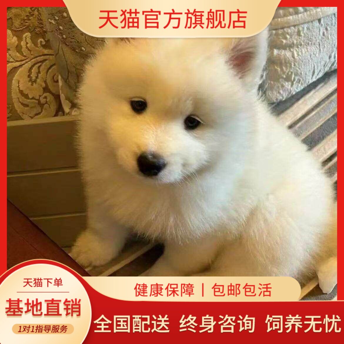 萨摩耶纯种幼犬大骨架宠物狗可爱型幼崽幼宠便宜活体活物爱狗粘人