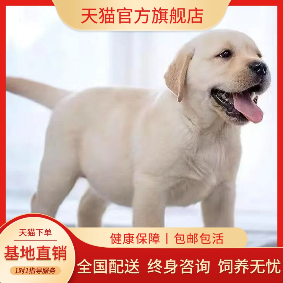 不掉毛幼崽高智商活泼聪明黑色