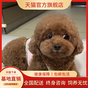 纯种泰迪幼犬贵宾犬家养精品家庭犬幼崽聪明活泼黑宠物红棕狗棕色