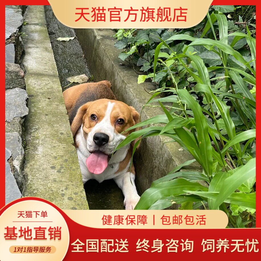 大耳朵可爱宠物狗巴吉度伴侣猎兔