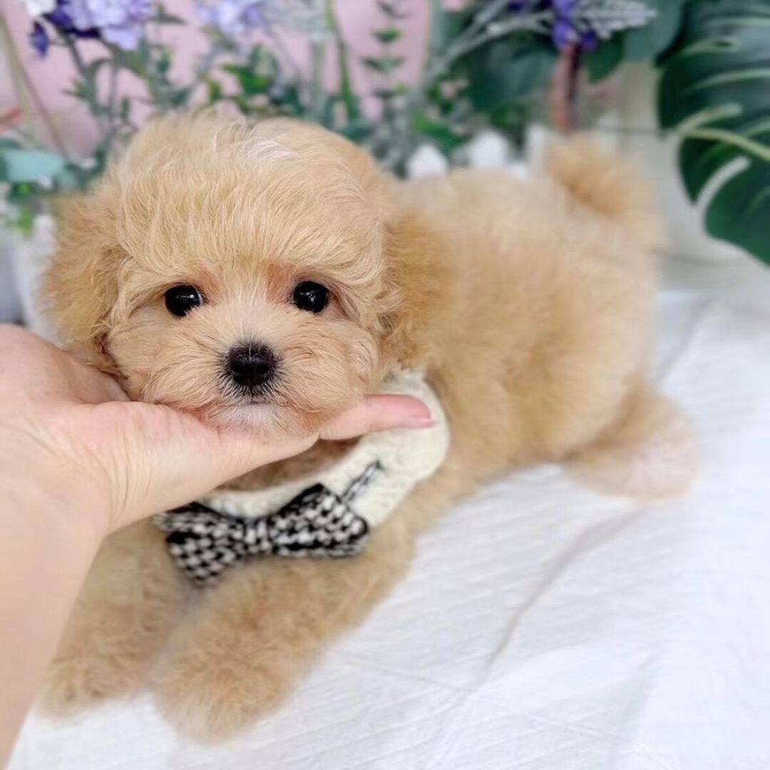 泰迪纯种幼犬小型犬狗长不大精品幼崽黑网红超萌便宜小体纯黑宠物