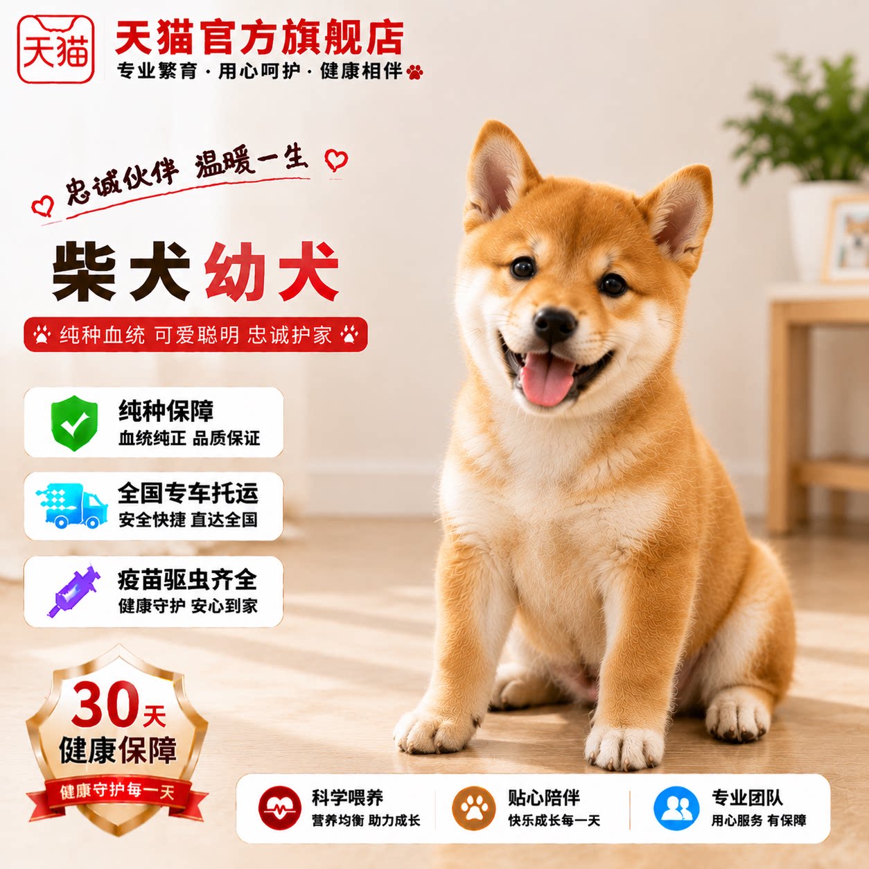 超萌日本狗豆狗崽狗可爱便宜黑柴