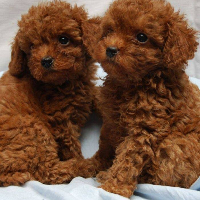 泰迪纯种幼犬活物黑贵宾犬小型犬聪明可爱幼崽黑色长不大活泼超萌