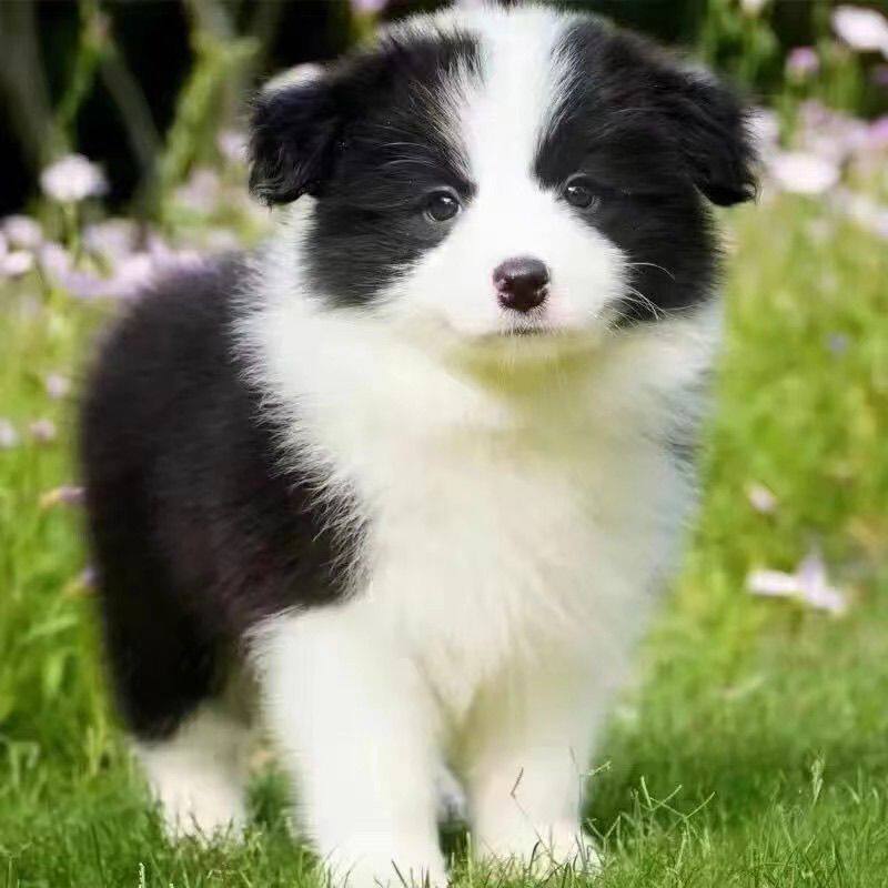 边牧纯种幼犬幼宠活泼网红家庭犬便宜好养健康家养黑白色温顺活体