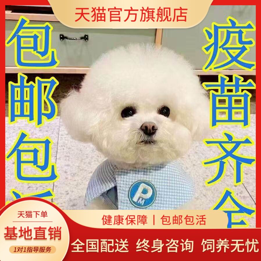 球形活体超萌活物袖珍小家养圆脸