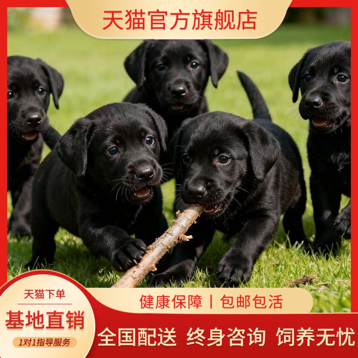 高智商家庭健康狗黑色家养狗好养