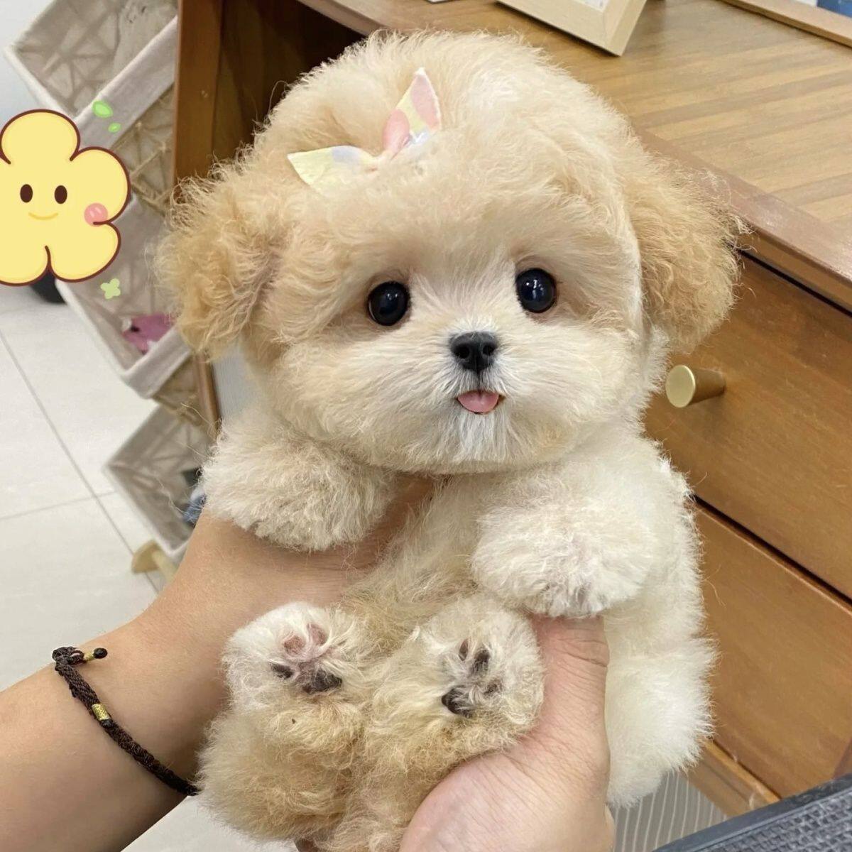 黑贵宾犬聪明狗小型犬精品家养