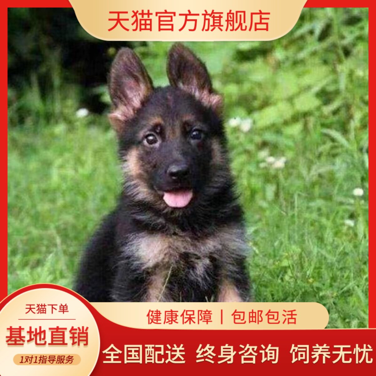 工作犬宠物狗护卫犬狗牧羊犬