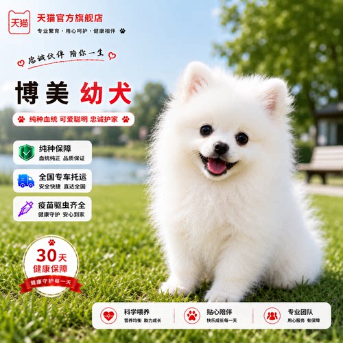 便宜袖珍活物小体白狗超小真狗