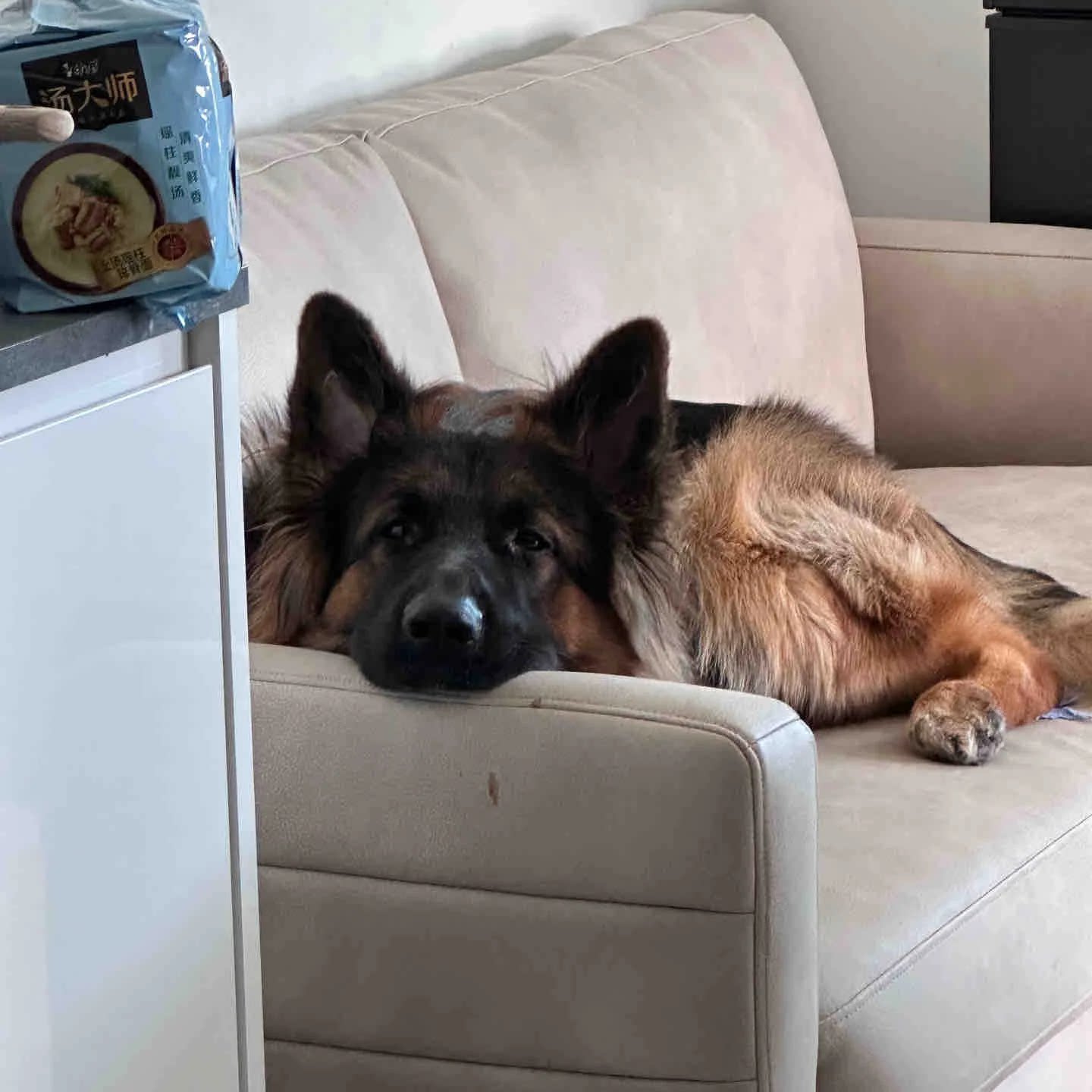 纯种德牧幼犬活体大型犬警犬弓背正宗黑背幼崽狼狗护主德国牧羊犬