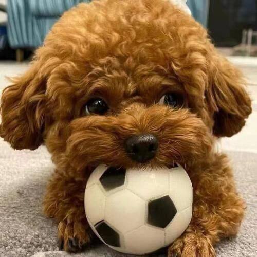 泰迪纯种幼犬陪伴黑色幼崽小体型纯黑活泼黑长不大家养狗网红精品