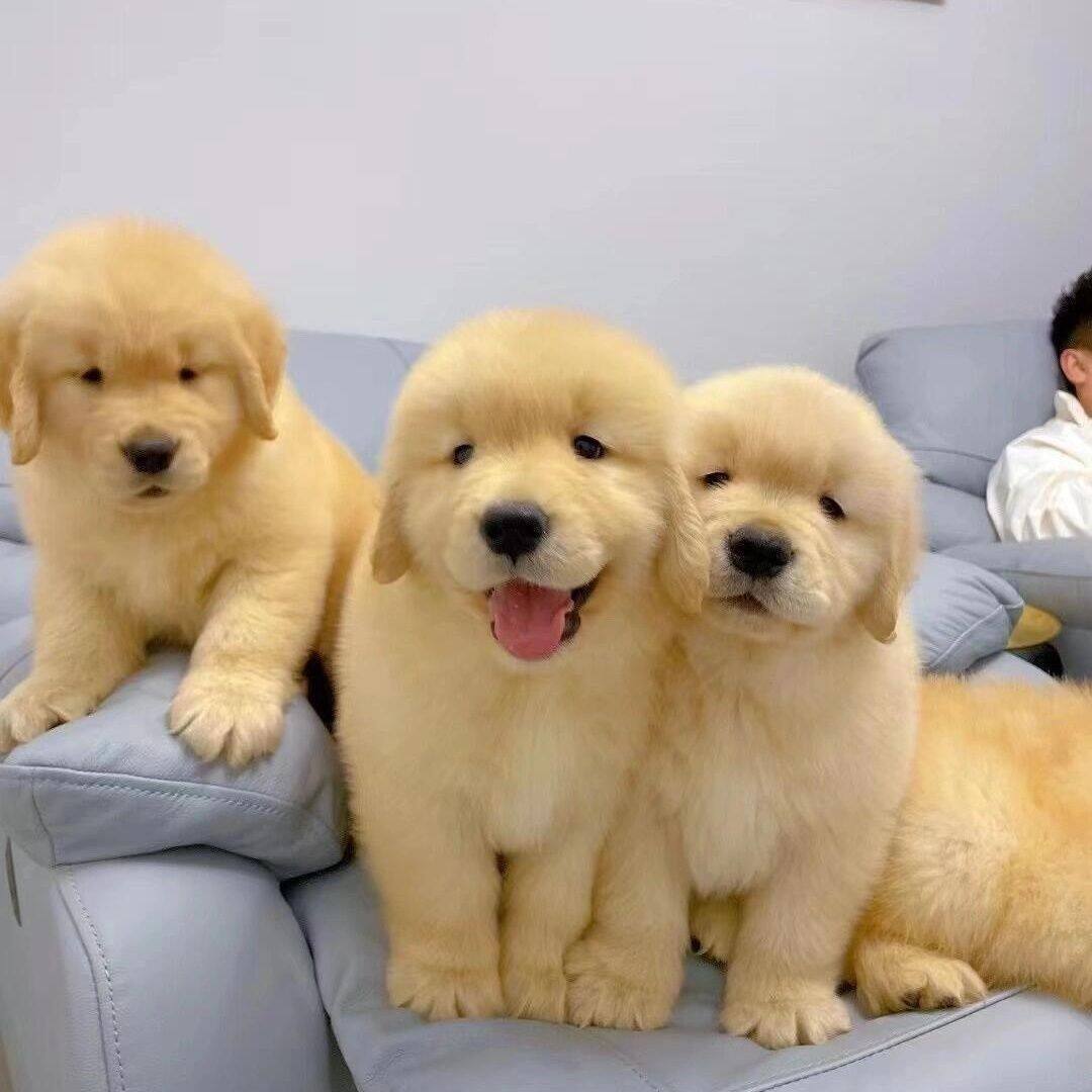 便宜家养聪明活体幼崽导盲犬狗