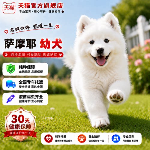 陪伴犬活体粘人幼宠圆脸纯白白色