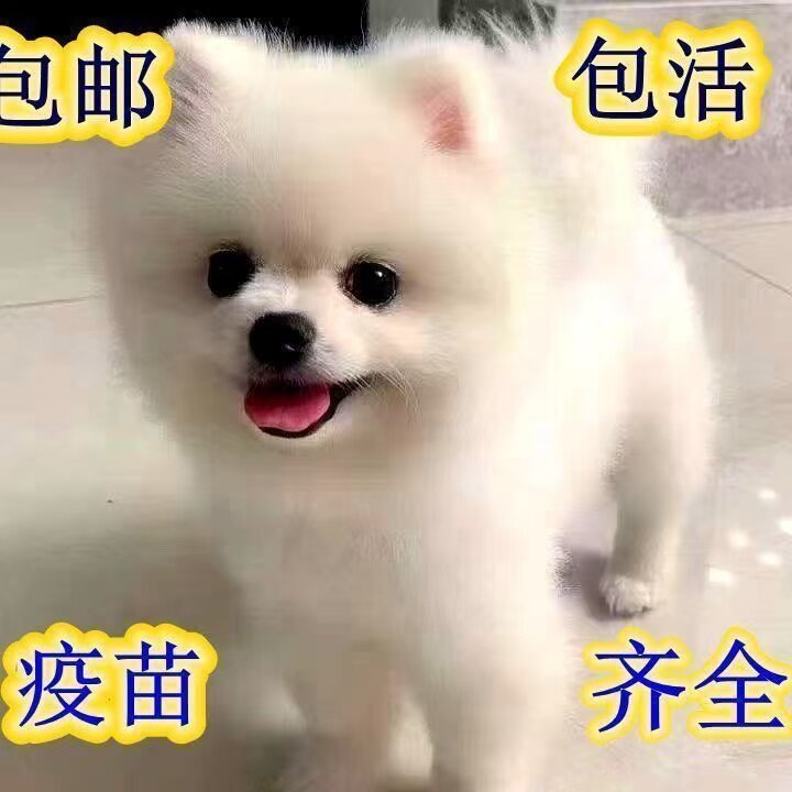 黄狗黄色迷你犬家养狗超萌袖珍
